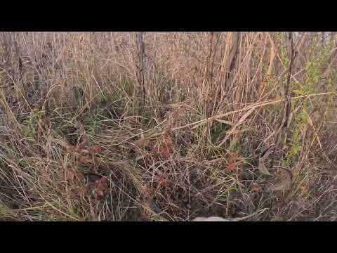 Видео: Еще один прекрасный день на охоте