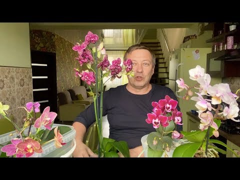 Видео: правильный ПОЛИВ ОРХИДЕИ мини фаленопсис в торфяном стакане до пересадки орхидей