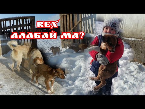 Видео: БӘТӨН мен Әсмә, Тазылар Арлан және Зита далада