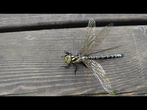 Видео: Про пруд - часть 2. Спас стрекозу и снял шмеля! 🤗🤯 About the pond - part 2. Saved a dragonfly!