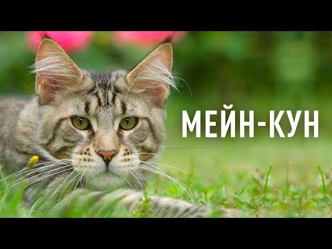 Видео: Мейн-кун. Все про породу: характер, поведінка, особливості догляду, здоров’я та харчування