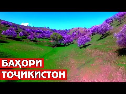 Видео: Тоҷикистон, сабзмарзи гулсириштам... / Tajikistan Nature