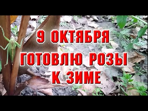 Видео: 9 октября.  Обрезаю и нагибаю розы