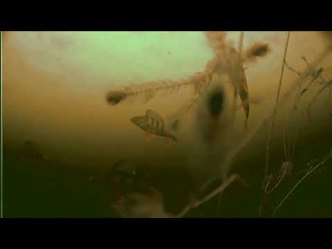 Видео: Ловля  на блесну , съемки подводной видеокамерой . Ладога 2020 дешевый модуль IMX323 для мелководья