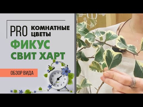 Видео: Фикус Триангуларис Свит Харт - листики сердечки | Самый декоративный фикус