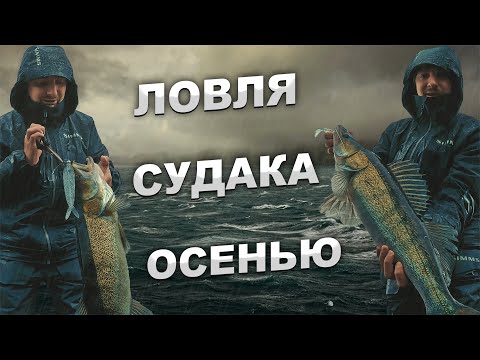 Видео: ЛОВЛЯ СУДАКА ОСЕНЬЮ