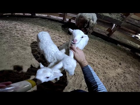 Видео: Фундамент готов ! Навес для фазана ! ХУТОР В ЛЕСУ №818