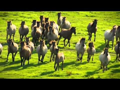 Видео: Жанна Бичевская - Любо, братцы, любо