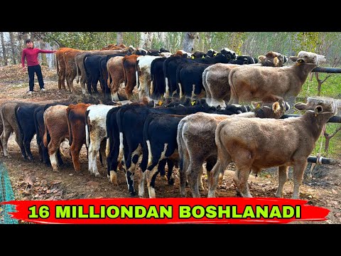 Видео: ARZONCHI JASURBEKDAN MEGA BONUSLAR✅✅✅19 ноября 2025 г.