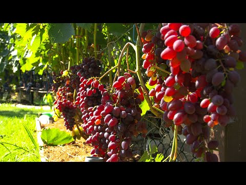 Видео: Ультра ранние и ранние столовые сорта винограда. Обзор 2020