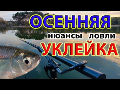 Видео: РЫБАЛКА осенью, УКЛЕЙКА в октябре - нюансы ловли. Осенняя уклейка - Рыбалка 2020