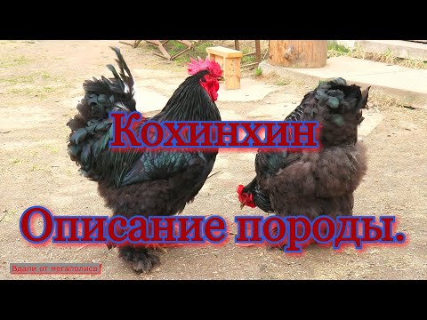 Видео: КУРЫ ПОРОДЫ КОХИНХИН. Описание плюсы, минусы породы.