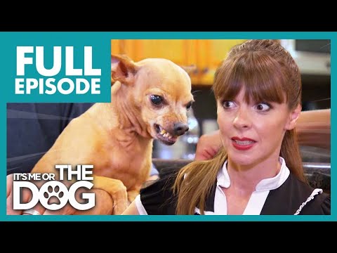 Видео: Задиристый чихуахуа постоянно в режиме атаки! | Полный эпизод | Либо я, либо собака