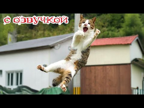 Видео: Приколы с котами! С ОЗВУЧКОЙ! Смешные коты! Смешные видео с животными! УГАР!!