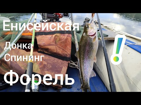 Видео: Закормил и началось,Форель на донку,спининг рыбалка на Енисее !