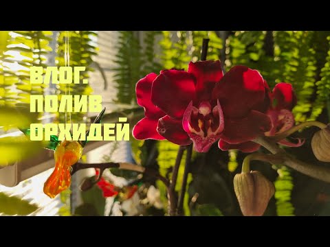 Видео: Влог. Полив орхидей. Болталка☺️