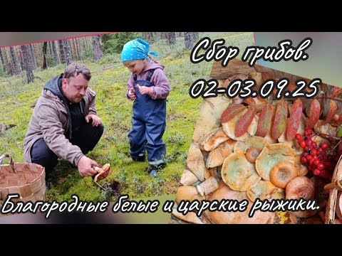 Видео: Сбор грибов: белые и рыжики. Верховажский р-он Вологодской области. 02-03.09.25 #грибы #белыегрибы