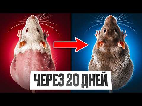 Видео: Новое средство от облысения обогнало миноксидил? Правда о прорыве из Тайваня