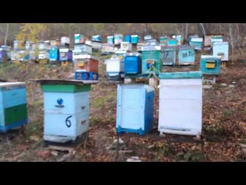 Видео: Матки міняються вуликами..