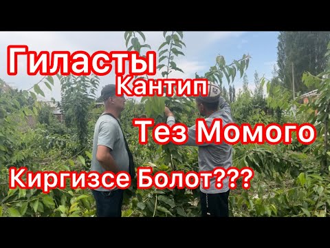Видео: Гиласты Кантип Тез Момого Киргизсе Болот???