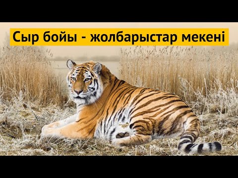 Видео: Сыр бойындағы жолбарыстар. Тұран жолбарысы...
