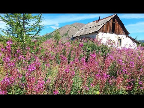 Видео: НА ЯБЛОНЕВЫЙ ЗА ДИКОЙ МАЛИНОЙ МАГАДАНСКАЯ ОБЛАСТЬ