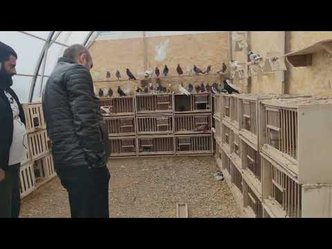 Видео: Друзья приехали ко мне в гости смотрим голубей )