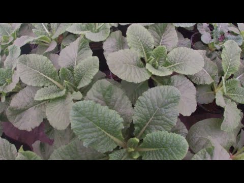 Видео: ОБЗОР ТЕПЛИЦЫ 18 ДЕКАБРЯ