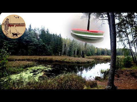 Видео: Рыбалка на лесной реке.Стационарные кружки. Сamping ,fishing,bushcraft,