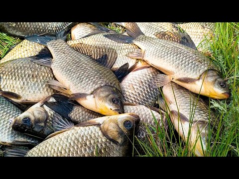 Видео: Караси ЛАПТИ на ПОПЛАВОК, клюют В ЗАБРОС!! Нашёл в КАМЫШАХ тихую заводь, и НАЛОВИЛ!!