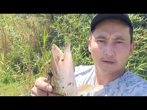 Видео: Ала арча водохранилища судак кармаганы бардым