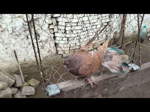 Видео: 01.24.2022.begona kabutar ushadim#голуби #pigeon #кабутар #kabutar #ахмаджон