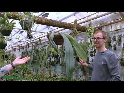 Видео: Бульбофиллум фаленопсис (Bulbophyllum phalaenopsis) - Посадка делёнки.