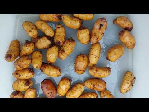 Видео: Ранняя посадка Чуфы, он же Земляной Миндаль