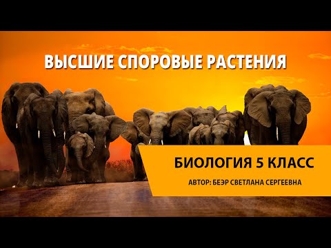 Видео: Высшие споровые растения