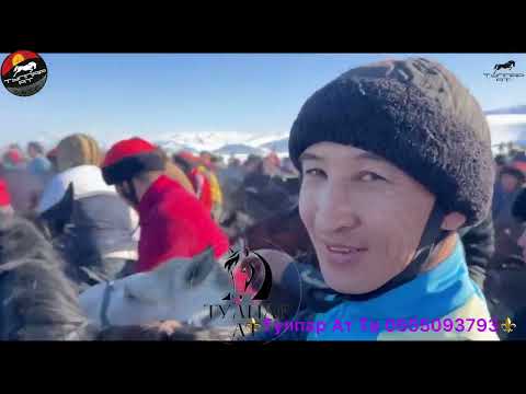 Видео: Кара-Кулжа Таздар аламан улагы🇰🇬🔥