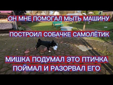 Видео: ПОСТРОИЛ СОБАЧКЕ САМОЛЁТИК , А ОН ПОДУМАЛ ЭТО ДИЧЬ .  МИШКА ПОМОГАЕТ МНЕ МЫТЬ МАШИНУ