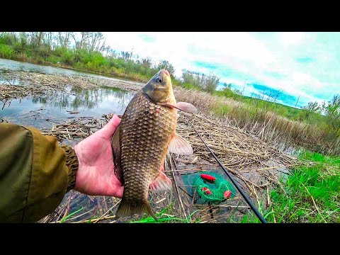 Видео: ОПЯТЬ СОСИСКА РУЛИТ / наловил  САДОК КАРАСЕЙ / РЫБАЛКА 2023 #карась #рыбалка #поплавок