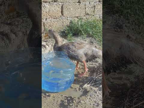 Видео: В день, когда от нас ушла Василиса, к нашим воротам откуда то пришла слепая утка 
