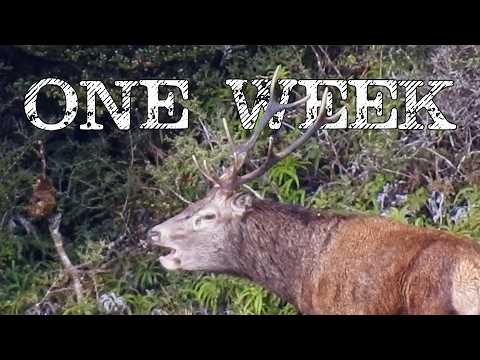 Видео: Охота на запад и восток по маршруту Руахин PT2