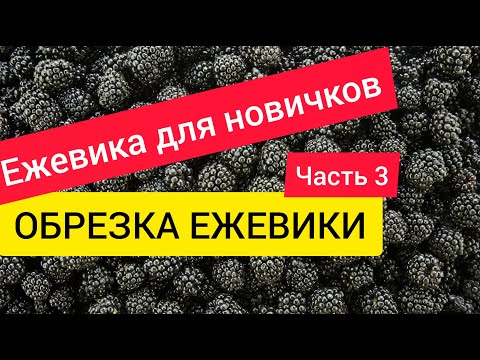 Видео: Ежевика для новичков. Часть 3. Обрезка ежевики.