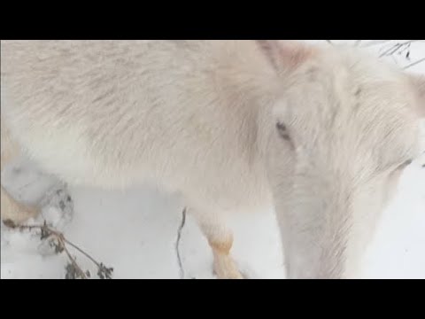 Видео: Как я лечила прыщи на вымени у козы.                                               10 января 2024 г.