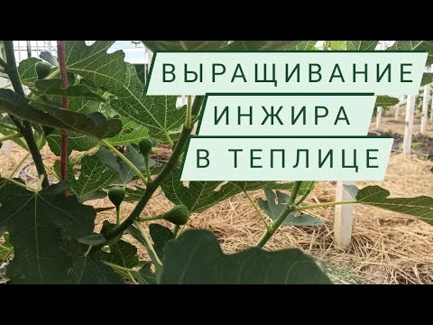 Видео: Выращивание инжира в теплице.