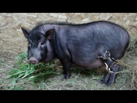 Видео: ПРИНЦУ 4 МЕС. НАЧАЛИ СТРОИТЬ СВИНАРНИК. Вьетнамские поросята.