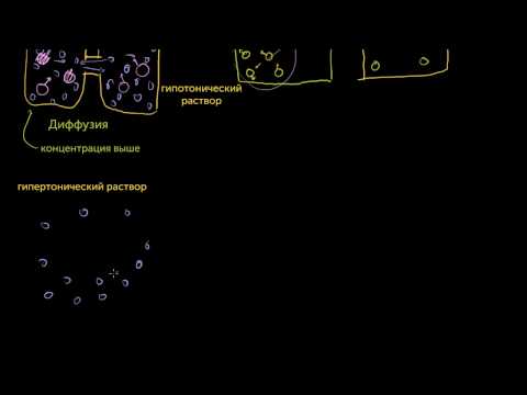 Видео: Диффузия и осмос (видео 6) | Мембранный транспорт| Биология