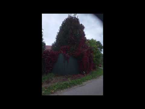 Видео: Я отдохну от суеты и гама💥💥💥Песня на мои стихи. Музыка "SUNO". 07.11.25.