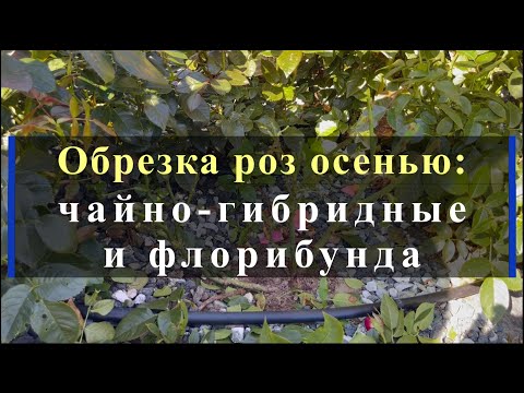 Видео: Обрезка роз осенью: чайно-гибридные и флорибунда. Питомник растений Е. Иващенко