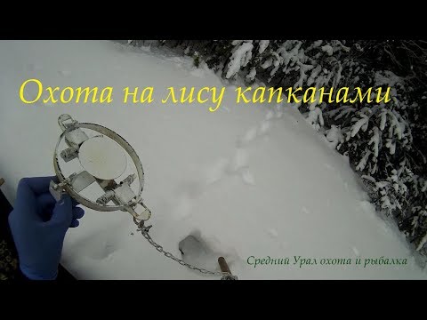Видео: Охота на Лису капканами у привады. 2020г
