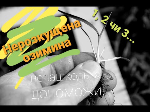 Видео: Нерозкущена озимина: ненашкодь, а допоможи!