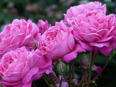 Видео: Подготовка розы к посадке -пересадке,практический метод №3.